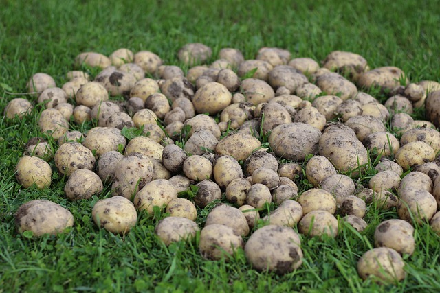 organic sweet potatoes harvested roots on wooden surface no people
